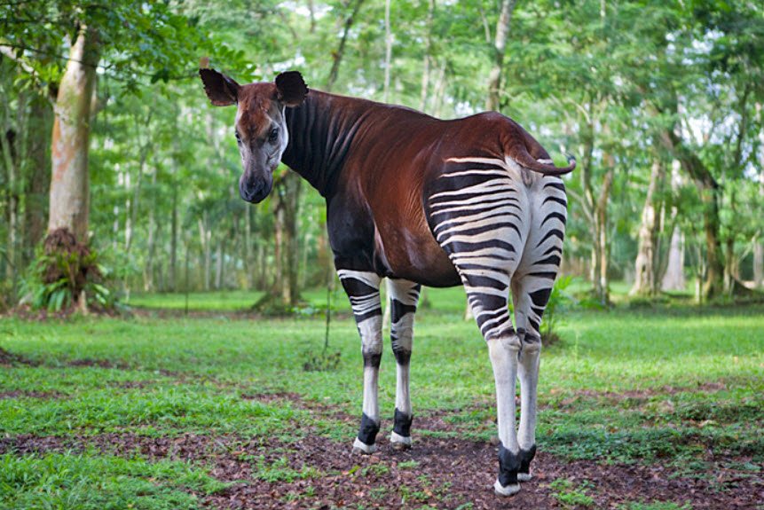Maiko National Park, Orientale and North Kivu Provinces, DR Congo